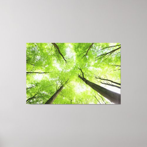 Spring tree canopy leaves from below canvas print