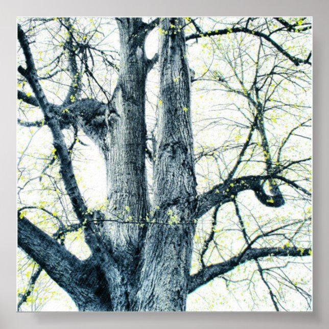 Spring tree poster (Front)