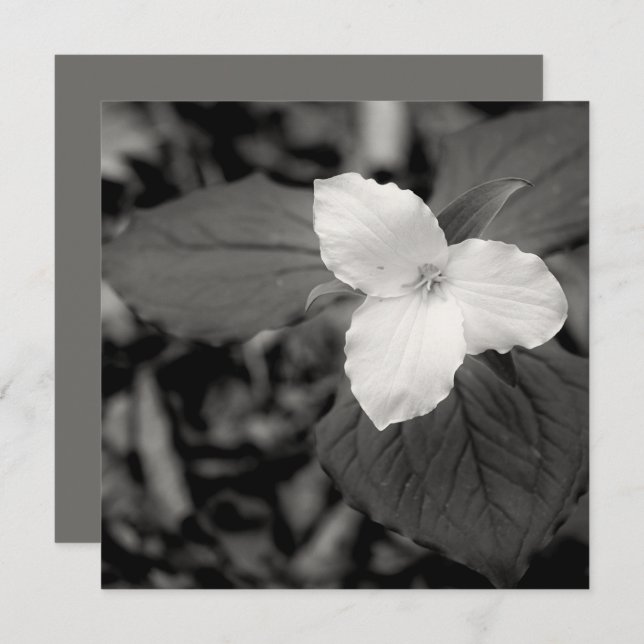 Spring Trillium Black and White  Note Card (Front/Back)