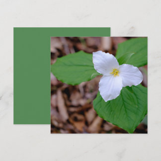 Spring Trillium Color Unedited Photography  Note Card
