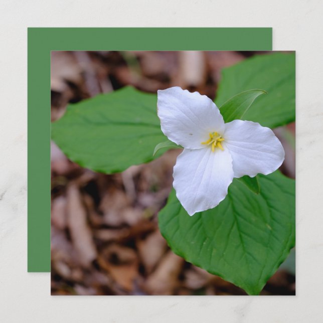 Spring Trillium Color Unedited Photography  Note Card (Front/Back)