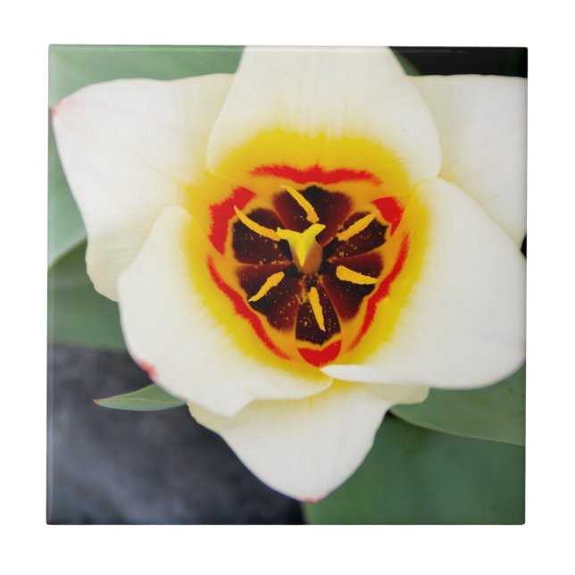Spring Tulip Close-Up Photo Ceramic Tile (Front)