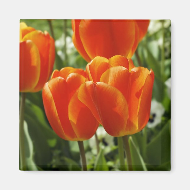 Spring Tulip Garden Magnet (Front)
