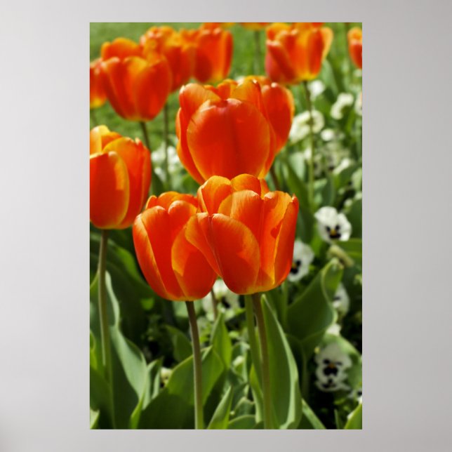 Spring Tulip Garden Poster (Front)