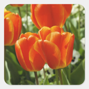 Spring Tulip Garden Square Sticker