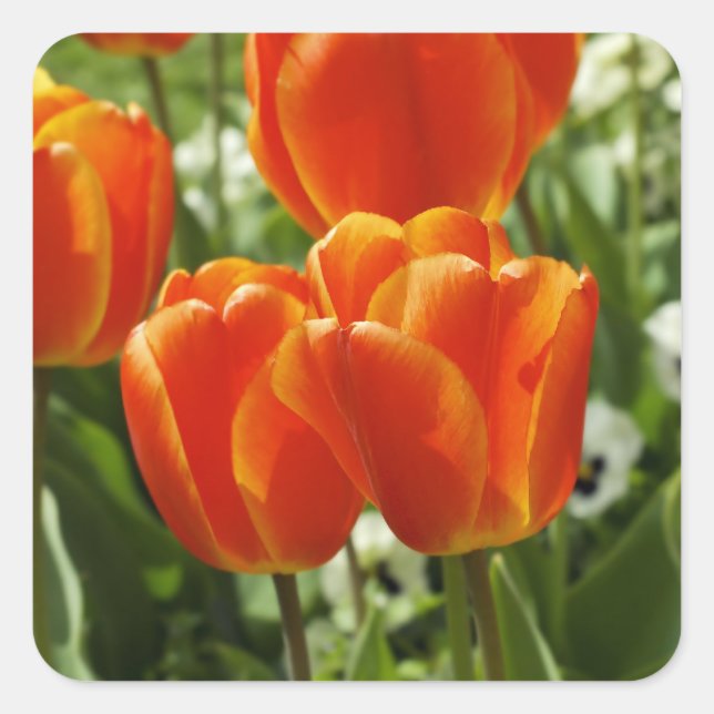 Spring Tulip Garden Square Sticker (Front)