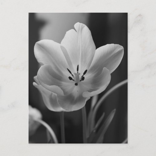 Spring Tulip in Monochrome Postcard