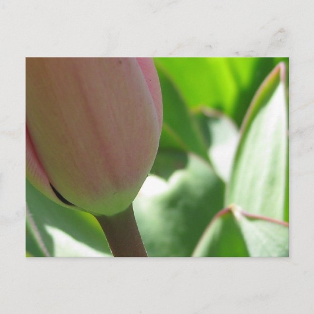 Spring Tulip Postcard (Front)