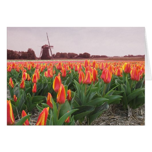 Spring Tulip Time Flower Field and Windmill Cards (Front Horizontal)
