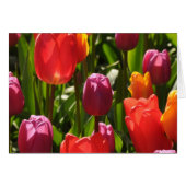 Spring tulips beauty (Front Horizontal)