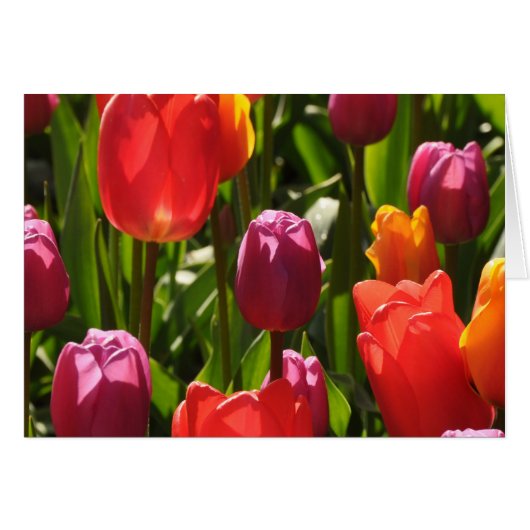 Spring tulips beauty cards (Front Horizontal)