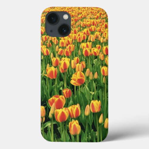 Spring tulips bloom in front of old barn iPhone 13 case