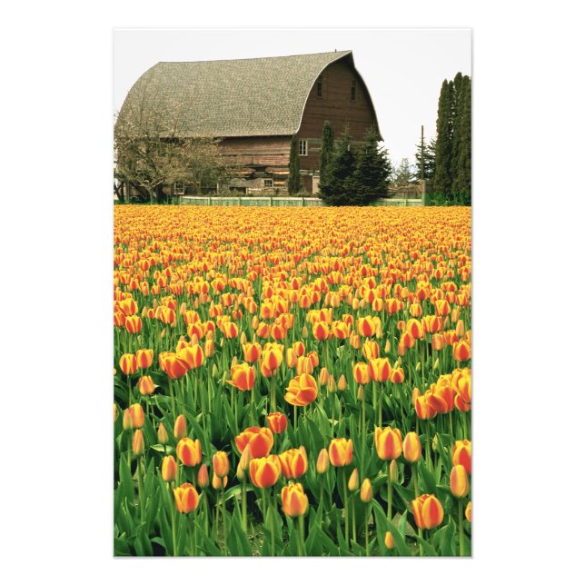 Spring tulips bloom in front of old barn. photo print (Front)
