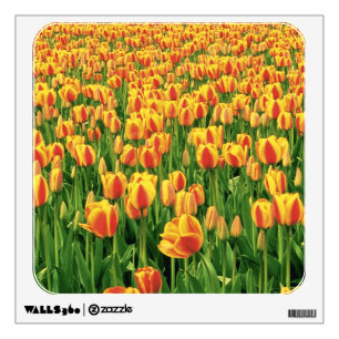 Spring tulips bloom in front of old barn. wall decal
