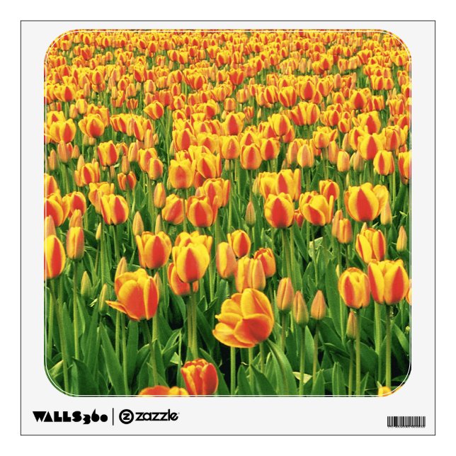 Spring tulips bloom in front of old barn. wall decal (Front)