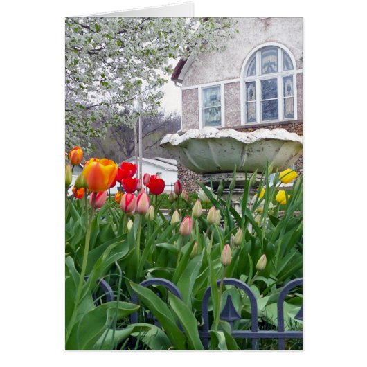 Spring Tulips Cards (Front)