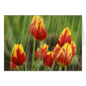 Spring Tulips Cards (Front Horizontal)
