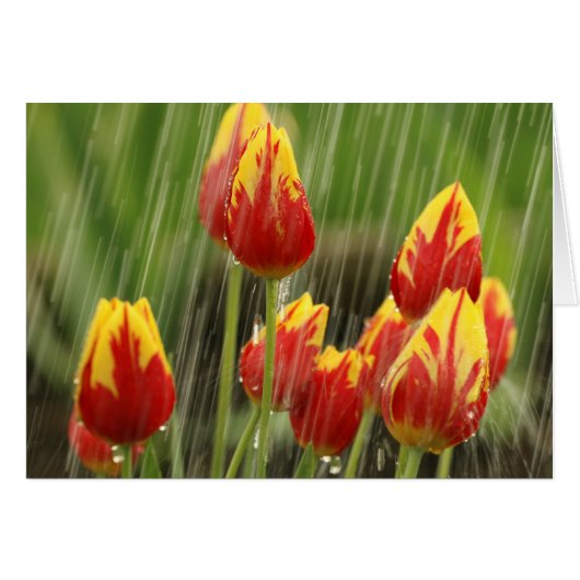 Spring Tulips Cards (Front Horizontal)