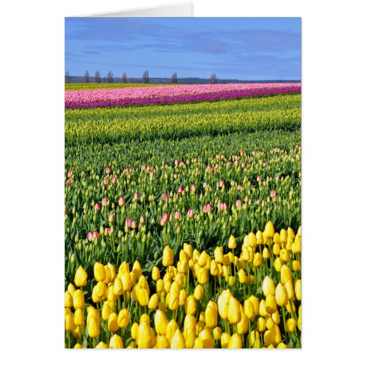 Spring tulips field cards (Front)