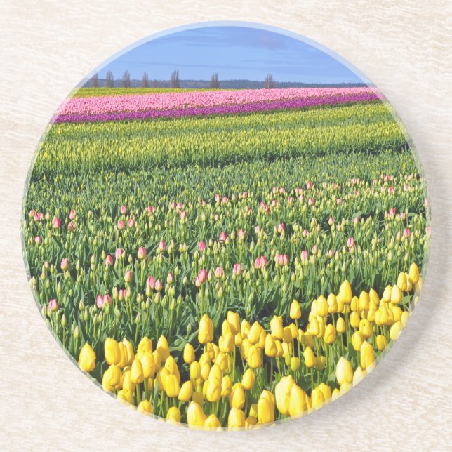 Spring tulips field sandstone coaster (Front)