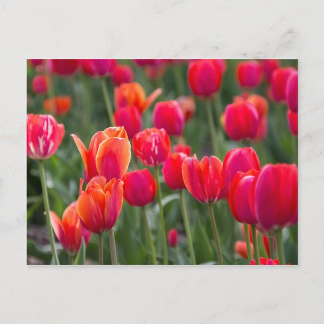 Spring tulips in Edmonton Postcard (Front)