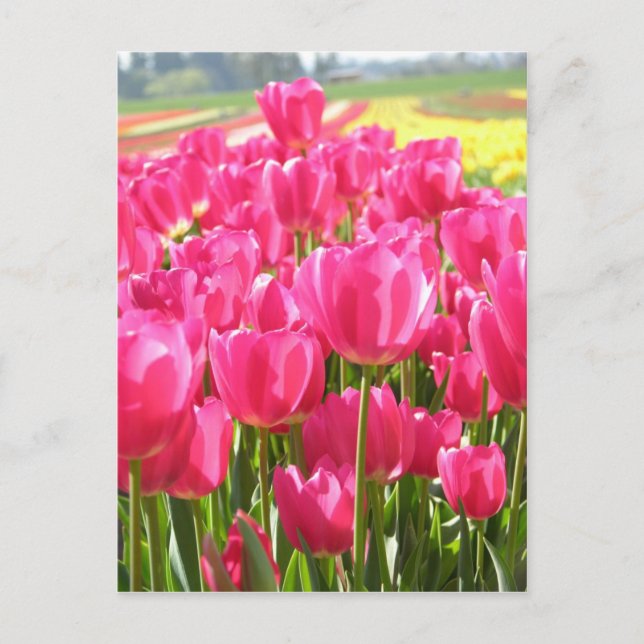 Spring Tulips in Oregon Postcard (Front)