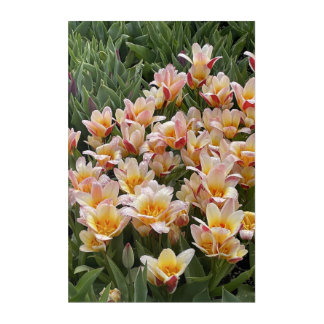 Spring Tulips in the PNW Acrylic Art