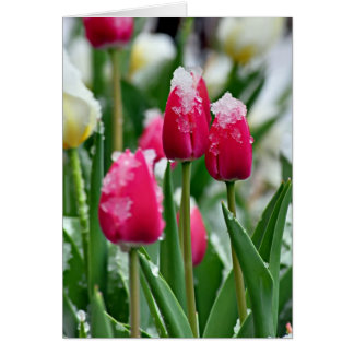 Spring Tulips in the Snow Cards