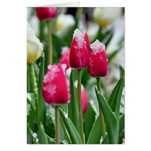 Spring Tulips in the Snow Cards (Front)