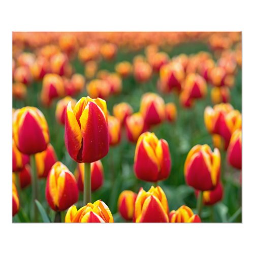 Spring Tulips Photo Print