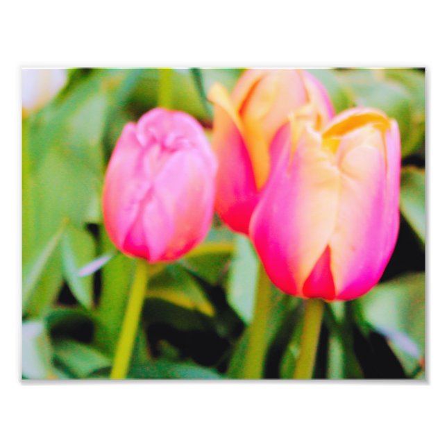 SPRING TULIPS PHOTO PRINT (Front)