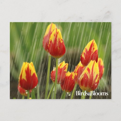 Spring Tulips Postcard