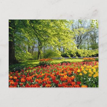 Spring Tulips Postcard by thecoveredbridge at Zazzle