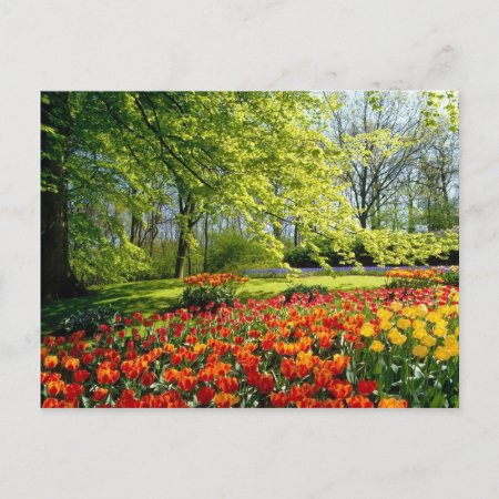 Spring Tulips Postcard