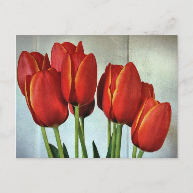 Spring Tulips Postcard (Front)