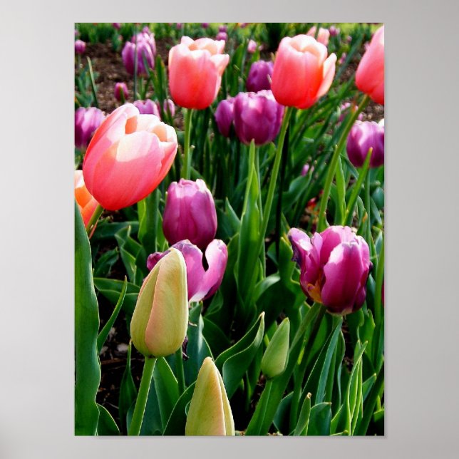 Spring Tulips Poster (Front)