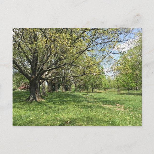 Spring Walk Postcard (Front)