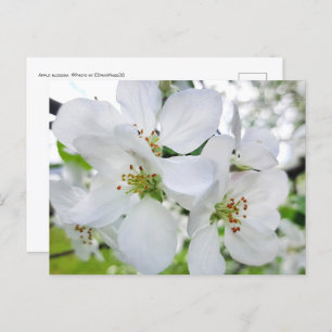 Spring White Apple Blossom Nature Photography Postcard