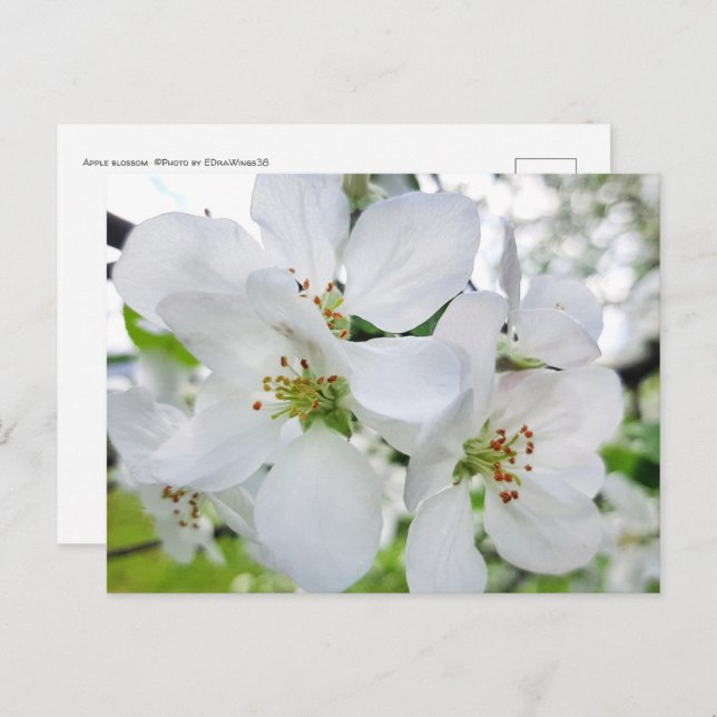 Spring White Apple Blossom Nature Photography Postcard (Front/Back)