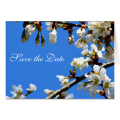 Spring white cherry blossoms (Front Horizontal)