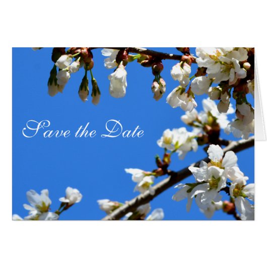 Spring white cherry blossoms cards (Front Horizontal)