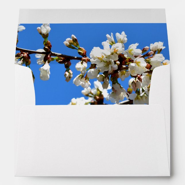 Spring white cherry Blossoms Envelope (Back (Bottom))
