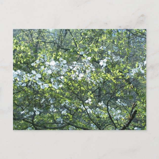 spring white dogwood flowers postcard (Front)