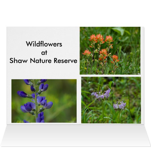 Spring Wildflowers (Inside Horizontal (Top))