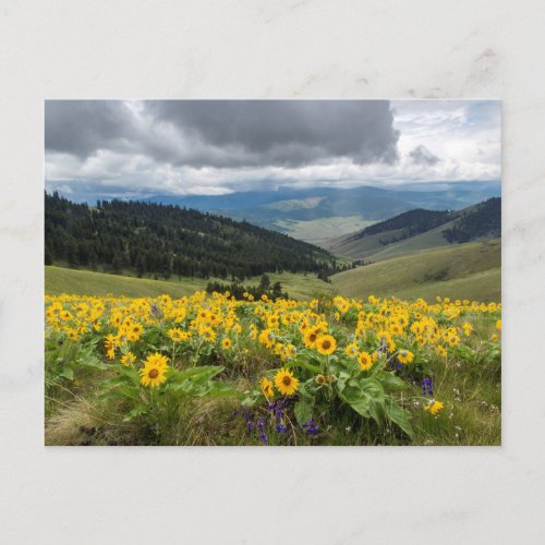 Spring Wildflowers In The Hills Postcard
