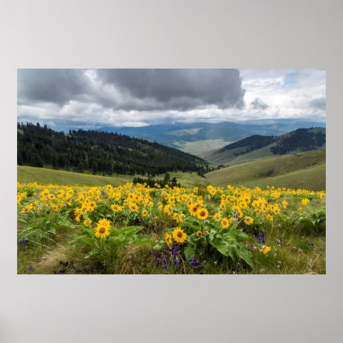 Spring Wildflowers In The Hills Poster