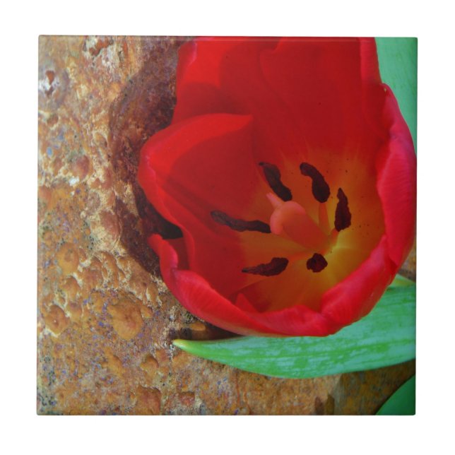Spring yellow and Red Tulip Ceramic Tile (Front)