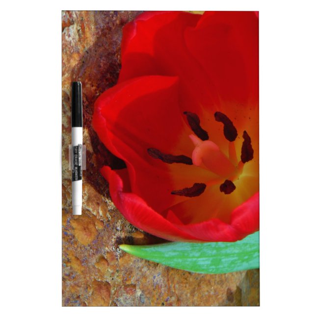 Spring yellow and Red Tulip Dry-Erase Board (Front)