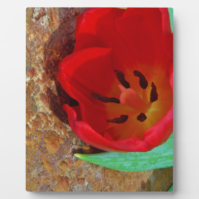Spring yellow and Red Tulip Plaque (Front)
