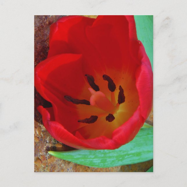Spring yellow and Red Tulip Postcard (Front)